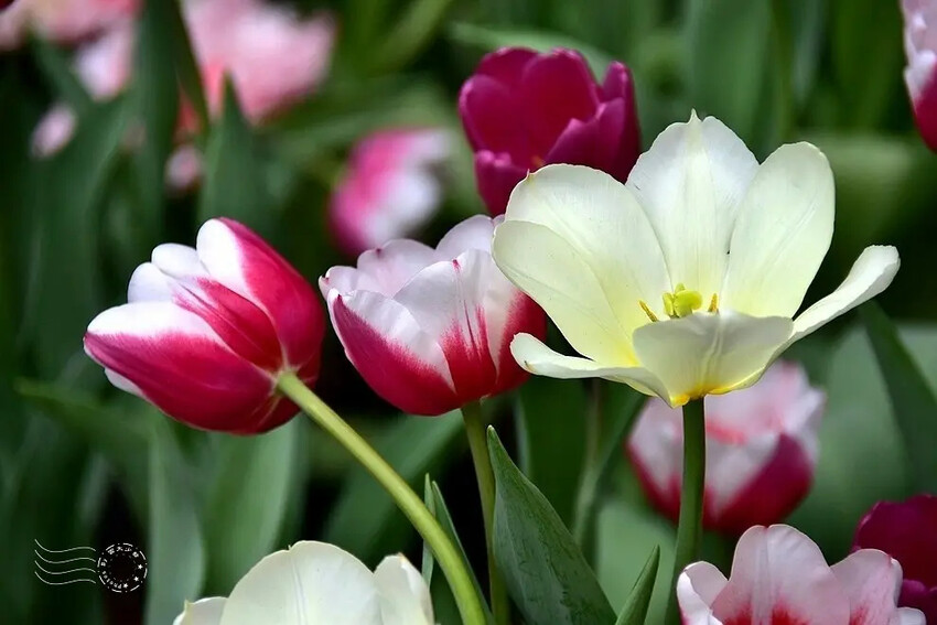 2025士林官邸鬱金香展