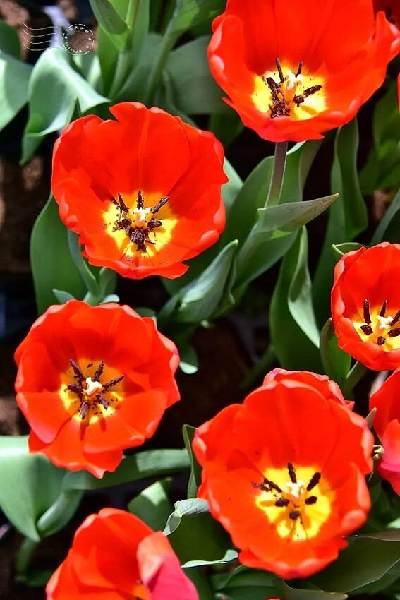 2025士林官邸鬱金香展