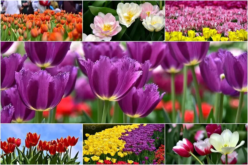 2025士林官邸鬱金香展