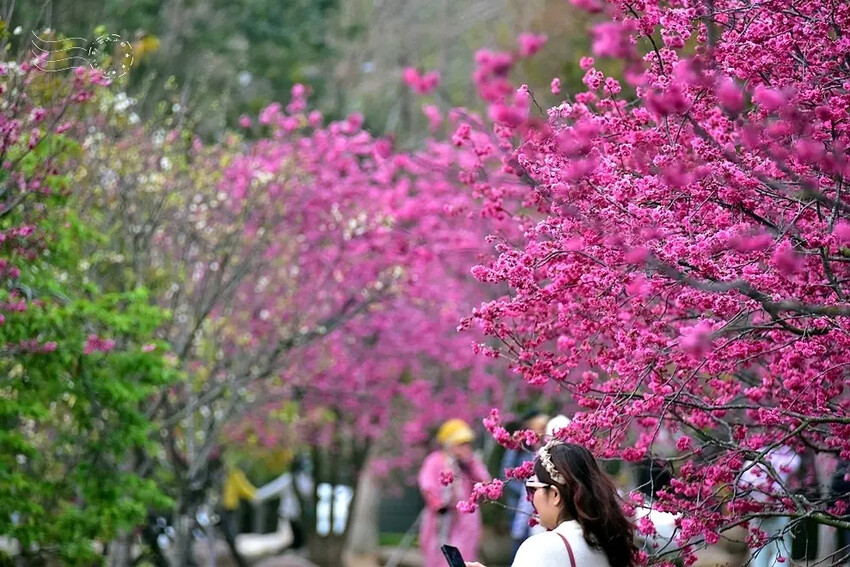 中科崴立櫻花公園:八重櫻
