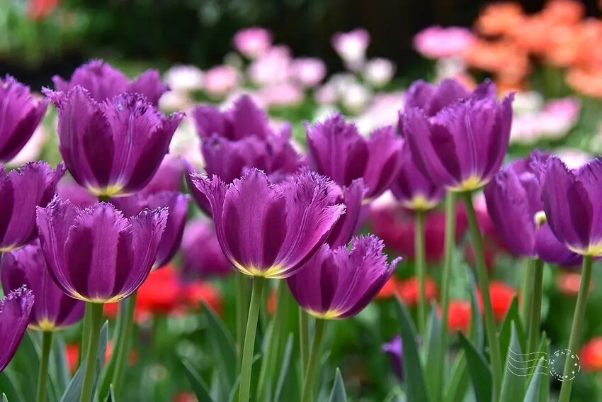 2025士林官邸鬱金香展