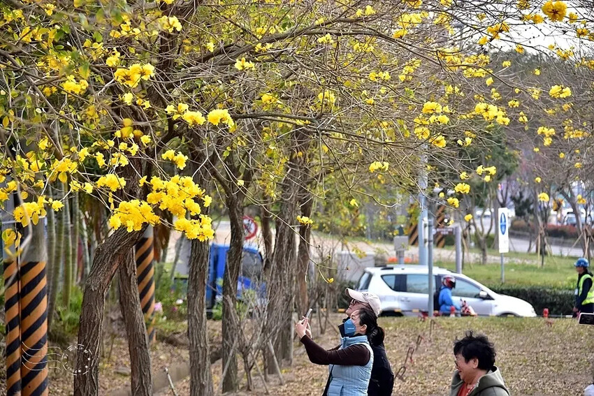 中科崴立櫻花公園:黃花風鈴木