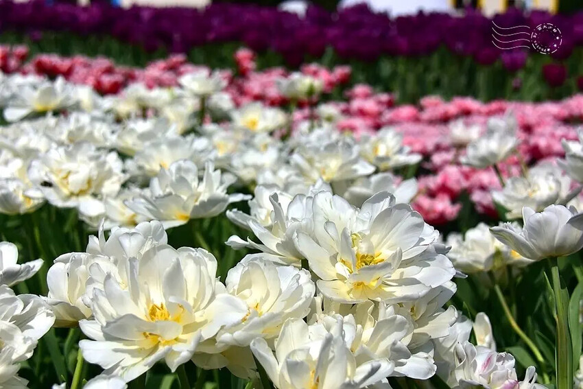 2025士林官邸鬱金香展