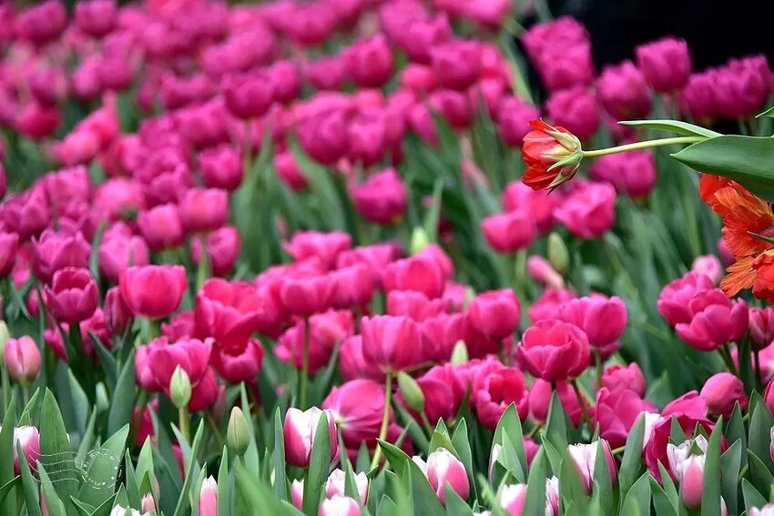 2025士林官邸鬱金香展