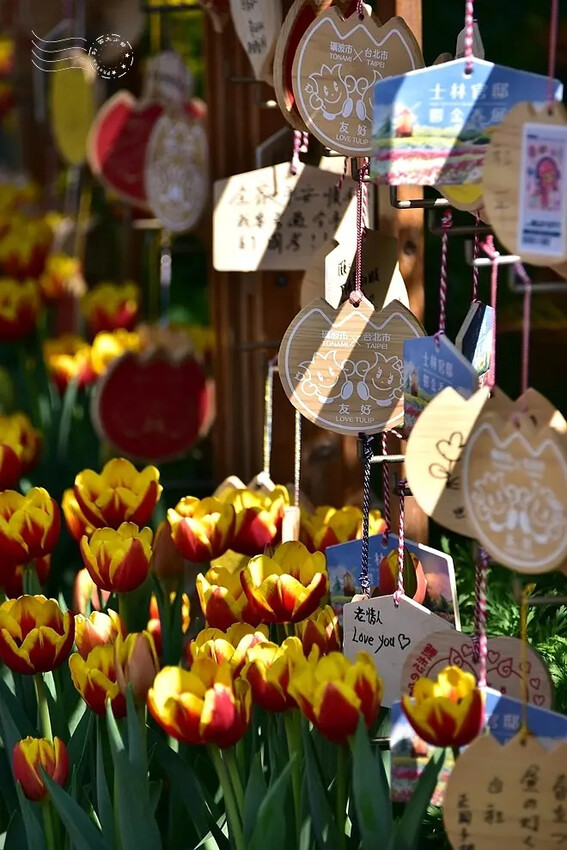 2025士林官邸鬱金香展