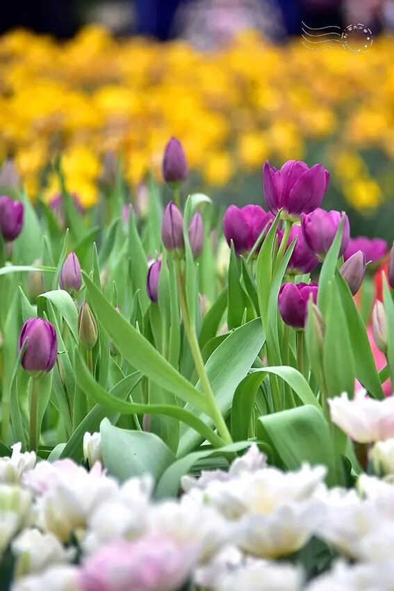 2025士林官邸鬱金香展