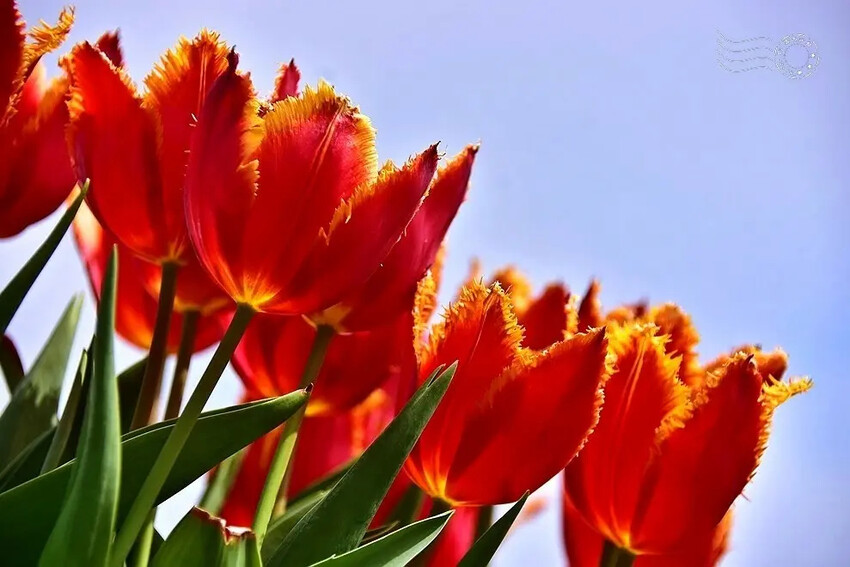 2025士林官邸鬱金香展