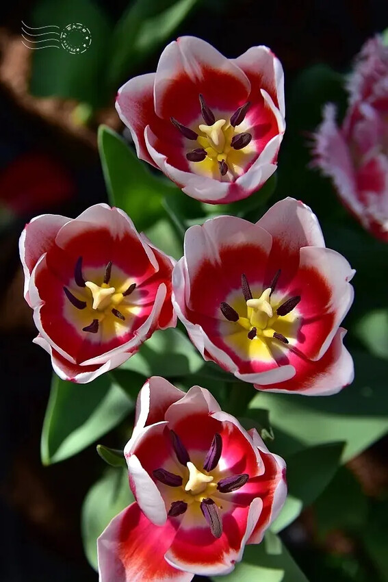 2025士林官邸鬱金香展