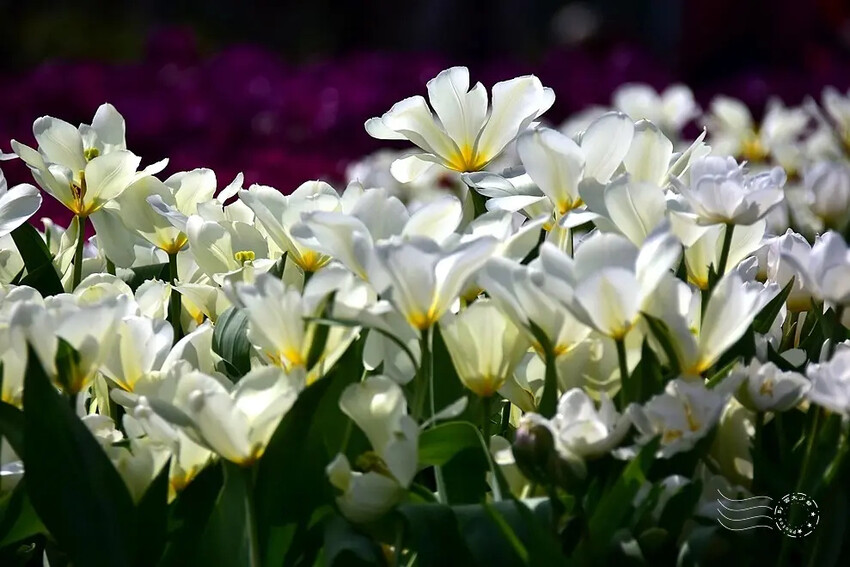 2025士林官邸鬱金香展