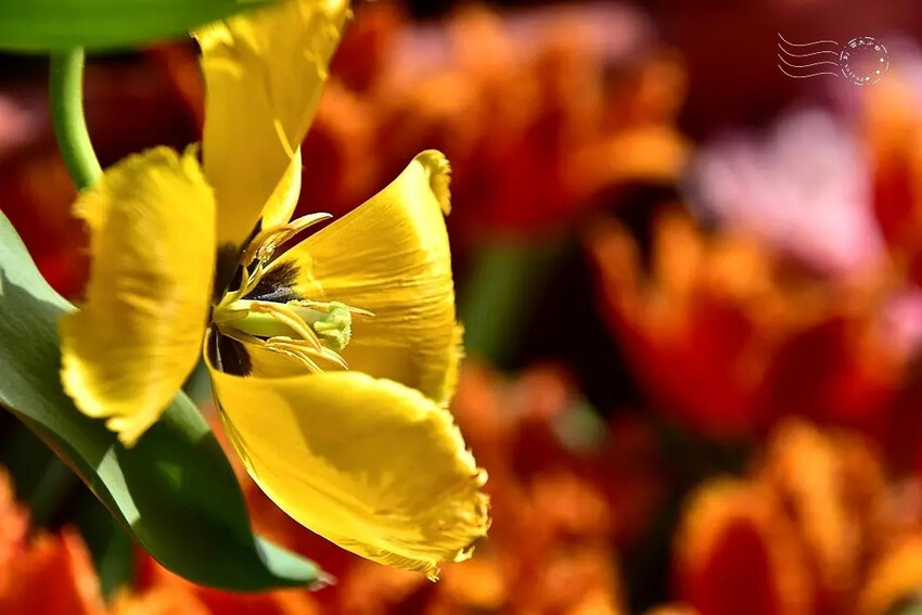 2025士林官邸鬱金香展