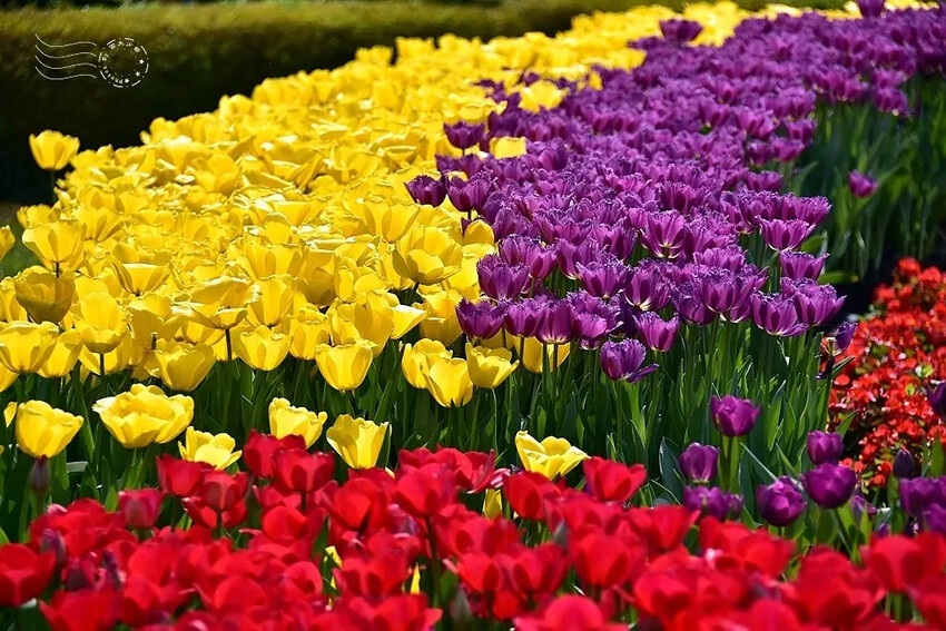 2025士林官邸鬱金香展