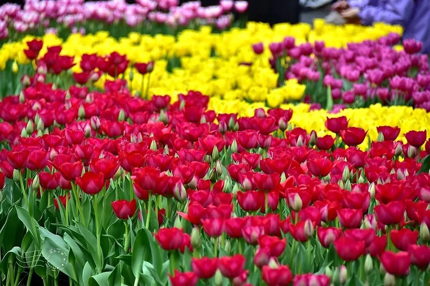 2025士林官邸鬱金香展