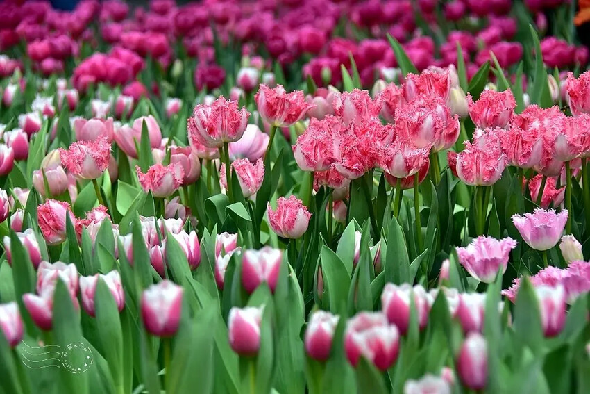 2025士林官邸鬱金香展