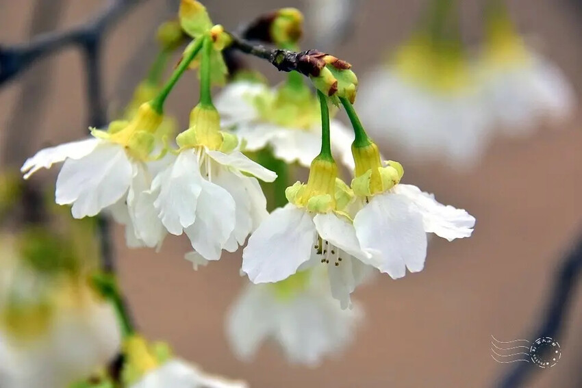 中科崴立櫻花公園:綠萼櫻