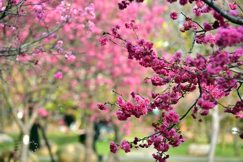 中科崴立櫻花公園:八重櫻