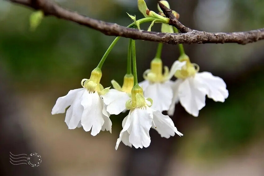 中科崴立櫻花公園:綠萼櫻
