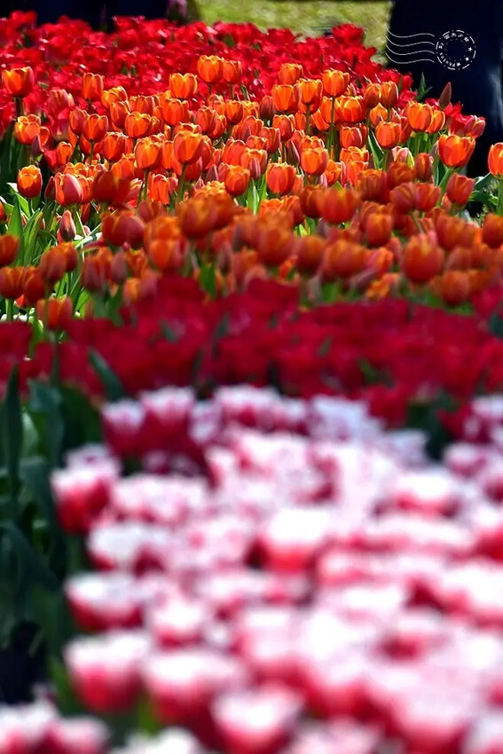 2025士林官邸鬱金香展