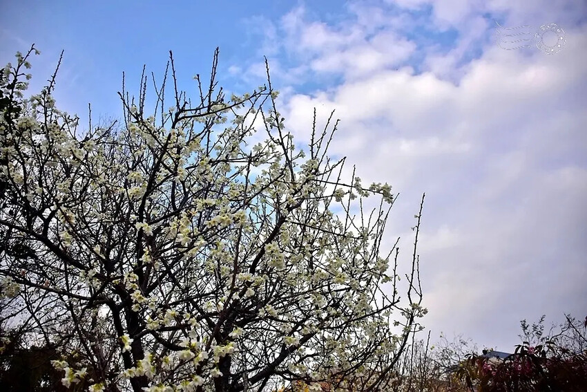 中科崴立櫻花公園:綠萼櫻