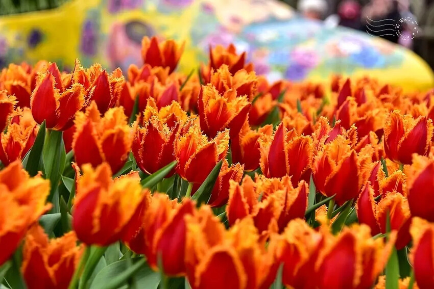 2025士林官邸鬱金香展