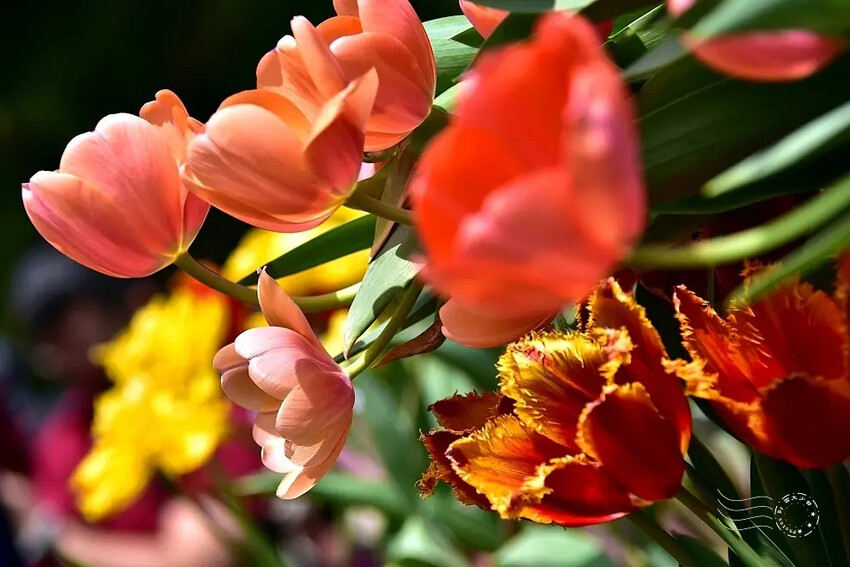 2025士林官邸鬱金香展