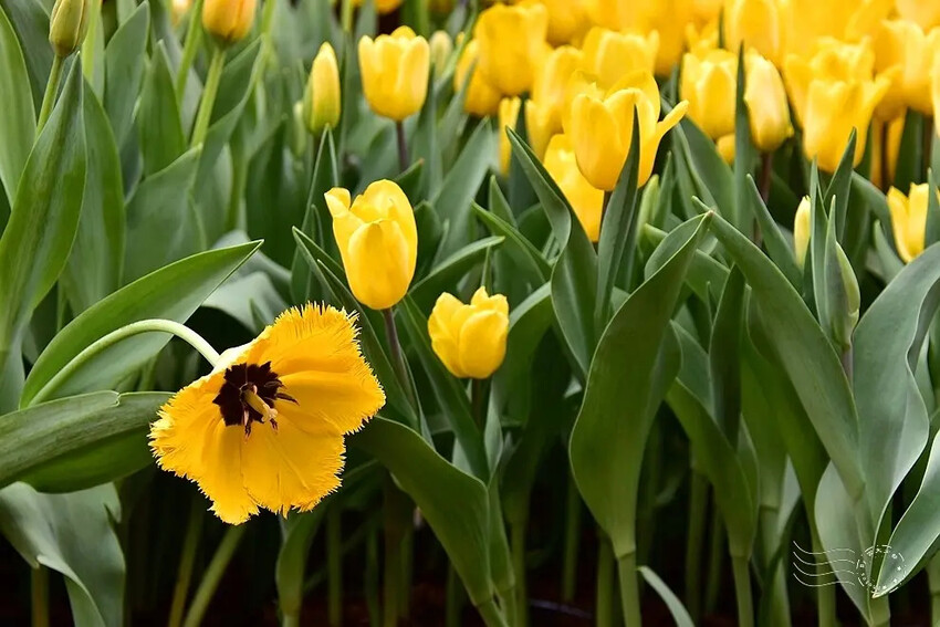 2025士林官邸鬱金香展