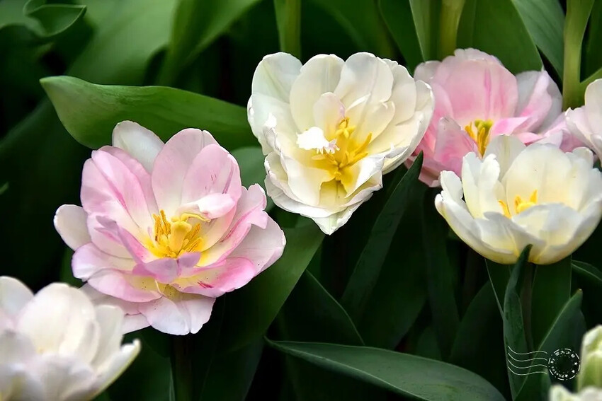 2025士林官邸鬱金香展