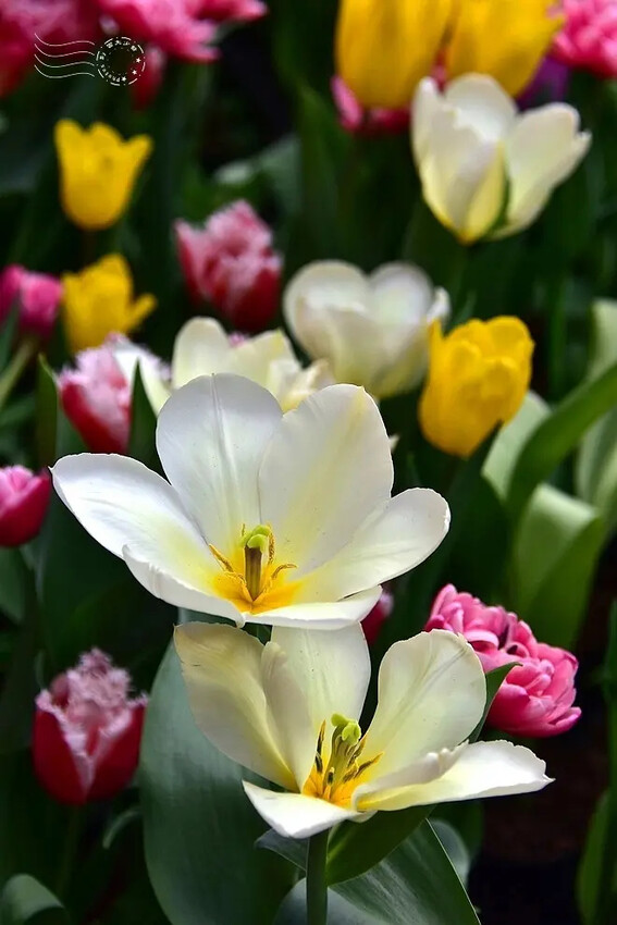 2025士林官邸鬱金香展