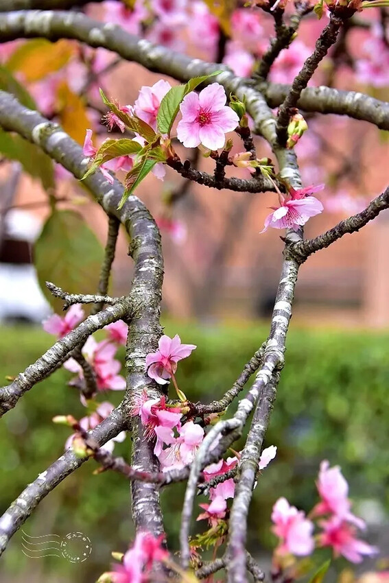 中科崴立櫻花公園:柳櫻