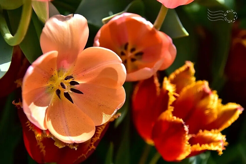 2025士林官邸鬱金香展