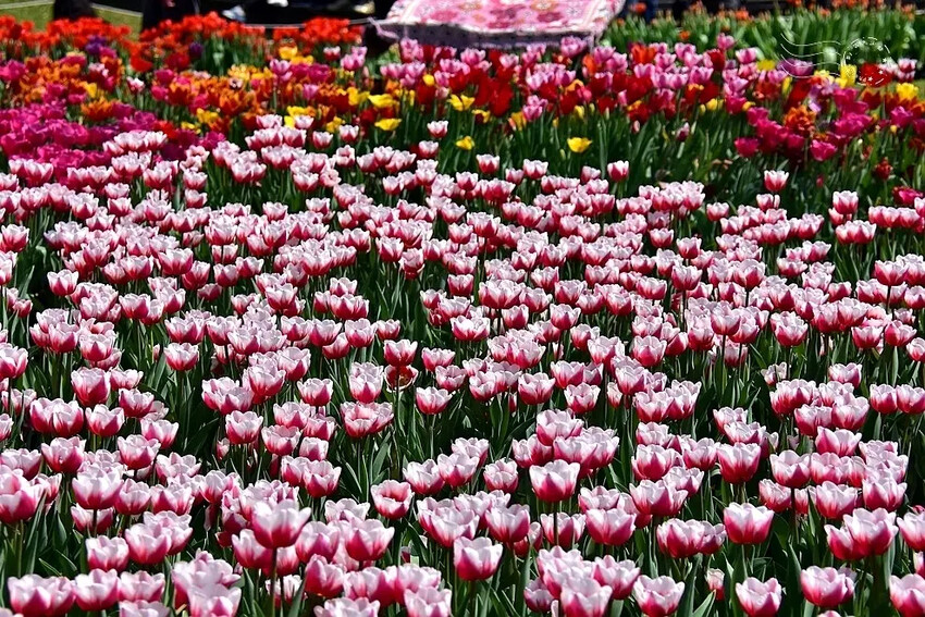 2025士林官邸鬱金香展