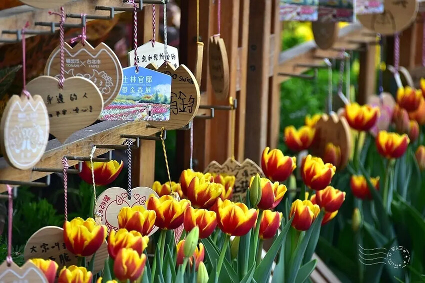 2025士林官邸鬱金香展