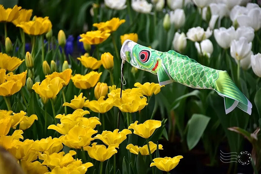 2025士林官邸鬱金香展