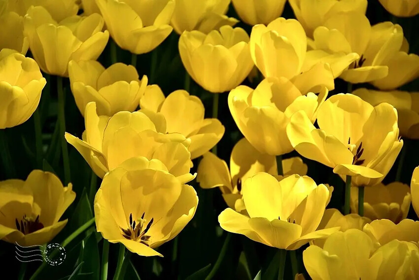 2025士林官邸鬱金香展