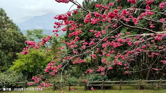 2025竹山紫南宮,來擲茭借發財金|2025鳳凰谷鳥園生態園 2025竹山紫南宮,來擲茭借發財金|2025鳳凰谷鳥園生態園