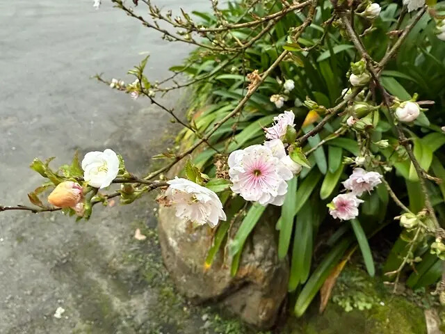 2025竹山紫南宮,來擲茭借發財金|2025鳳凰谷鳥園生態園 2025竹山紫南宮,來擲茭借發財金|2025鳳凰谷鳥園生態園