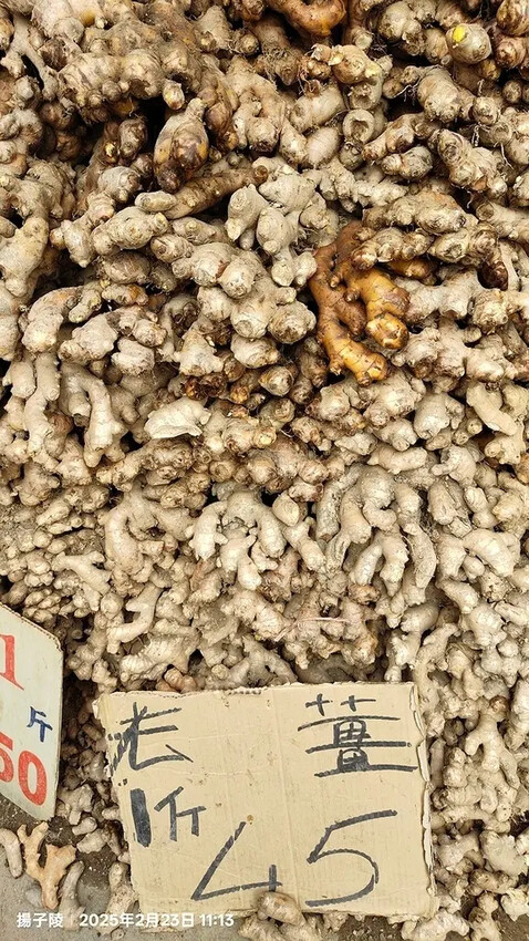 2025竹山紫南宮,來擲茭借發財金|2025鳳凰谷鳥園生態園 2025竹山紫南宮,來擲茭借發財金|2025鳳凰谷鳥園生態園