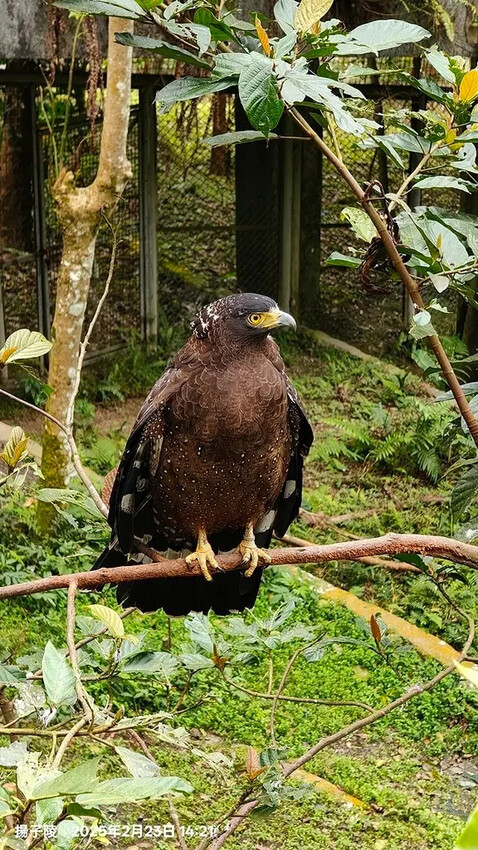 2025竹山紫南宮,來擲茭借發財金|2025鳳凰谷鳥園生態園 2025竹山紫南宮,來擲茭借發財金|2025鳳凰谷鳥園生態園