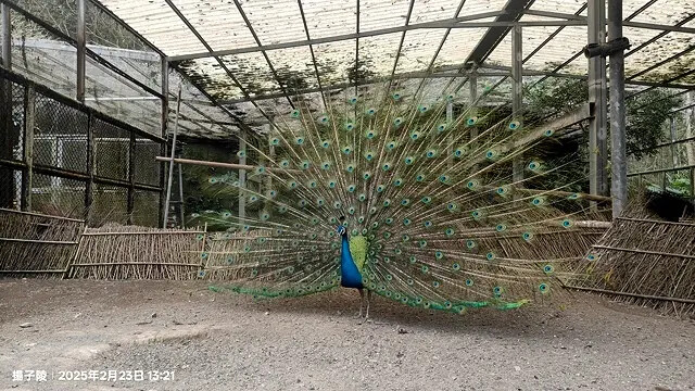 2025竹山紫南宮,來擲茭借發財金|2025鳳凰谷鳥園生態園 2025竹山紫南宮,來擲茭借發財金|2025鳳凰谷鳥園生態園