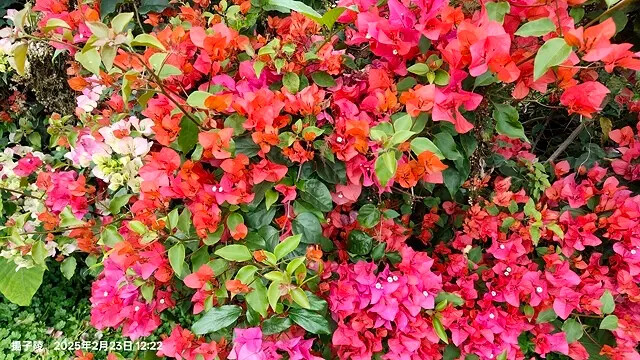 2025竹山紫南宮,來擲茭借發財金|2025鳳凰谷鳥園生態園 2025竹山紫南宮,來擲茭借發財金|2025鳳凰谷鳥園生態園