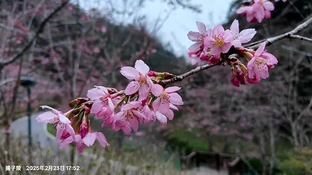 2025竹山紫南宮,來擲茭借發財金|2025鳳凰谷鳥園生態園 2025竹山紫南宮,來擲茭借發財金|2025鳳凰谷鳥園生態園