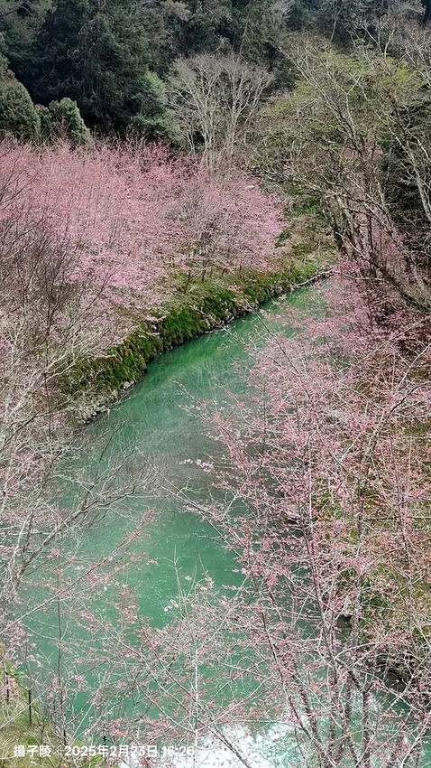 2025竹山紫南宮,來擲茭借發財金|2025鳳凰谷鳥園生態園 2025竹山紫南宮,來擲茭借發財金|2025鳳凰谷鳥園生態園