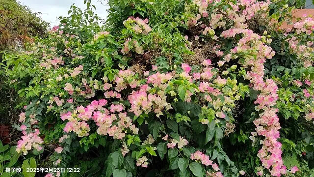 2025竹山紫南宮,來擲茭借發財金|2025鳳凰谷鳥園生態園 2025竹山紫南宮,來擲茭借發財金|2025鳳凰谷鳥園生態園