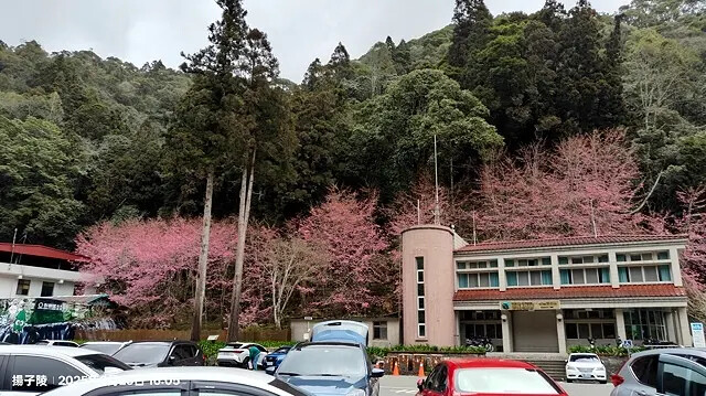 2025竹山紫南宮,來擲茭借發財金|2025鳳凰谷鳥園生態園 2025竹山紫南宮,來擲茭借發財金|2025鳳凰谷鳥園生態園