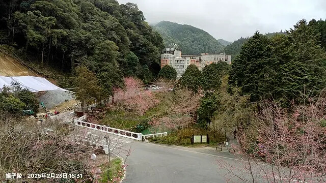 2025竹山紫南宮,來擲茭借發財金|2025鳳凰谷鳥園生態園 2025竹山紫南宮,來擲茭借發財金|2025鳳凰谷鳥園生態園