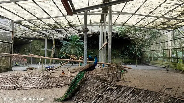 2025竹山紫南宮,來擲茭借發財金|2025鳳凰谷鳥園生態園 2025竹山紫南宮,來擲茭借發財金|2025鳳凰谷鳥園生態園