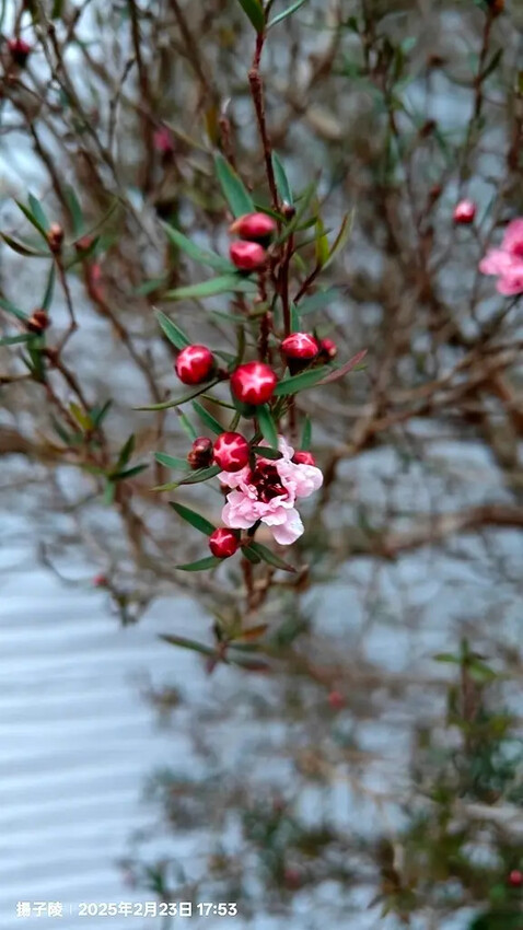 2025竹山紫南宮,來擲茭借發財金|2025鳳凰谷鳥園生態園 2025竹山紫南宮,來擲茭借發財金|2025鳳凰谷鳥園生態園