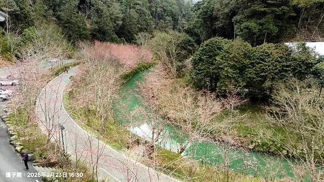 2025竹山紫南宮,來擲茭借發財金|2025鳳凰谷鳥園生態園 2025竹山紫南宮,來擲茭借發財金|2025鳳凰谷鳥園生態園