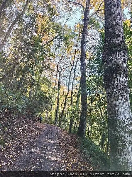 2025第一爬/新竹尖石養老段霞喀羅古道至白石吊橋巡楓趣 2025第一爬/新竹尖石養老段霞喀羅古道至白石吊橋巡楓趣