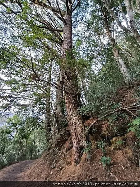2025第一爬/新竹尖石養老段霞喀羅古道至白石吊橋巡楓趣 2025第一爬/新竹尖石養老段霞喀羅古道至白石吊橋巡楓趣
