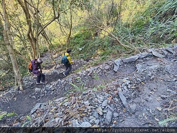 2025第一爬/新竹尖石養老段霞喀羅古道至白石吊橋巡楓趣 2025第一爬/新竹尖石養老段霞喀羅古道至白石吊橋巡楓趣